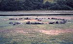 reedy-bay-s.jpg - 5788 Bytes